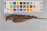 藏品(麻雀)的圖片